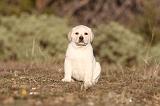LABRADOR 686